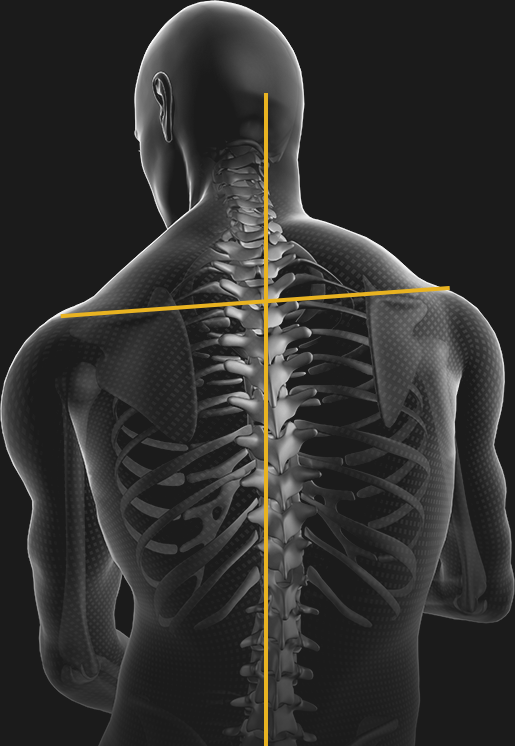 An image of a human skeleton